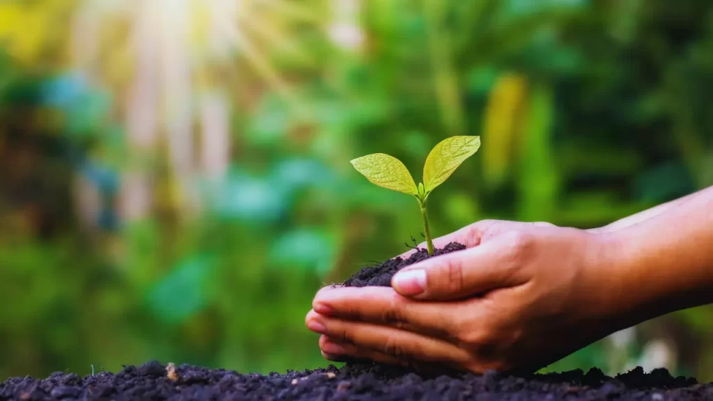 COP30 restauração ecológica